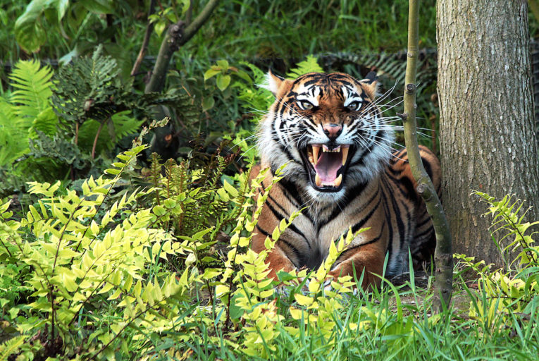 tigers in the forest