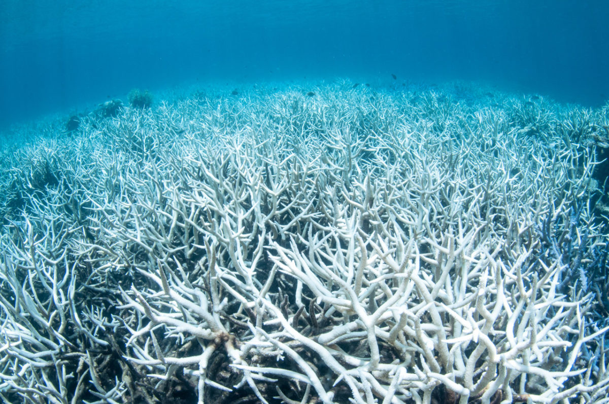 Damaged Coral Reef in Australia