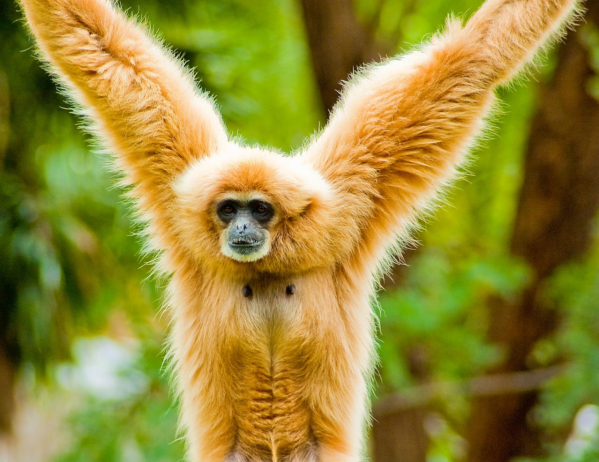 A white-handed gibbon. Photo by Thomas Tolkien/Wikimedia Commons