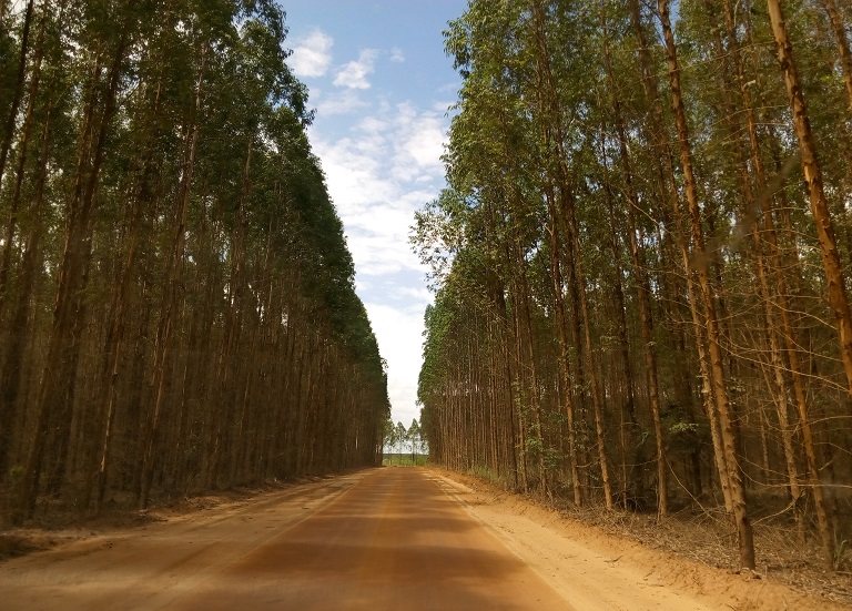Eucalyptus monocultures in Espírito Santo. Photo by Ignacio Amigo for Mongabay