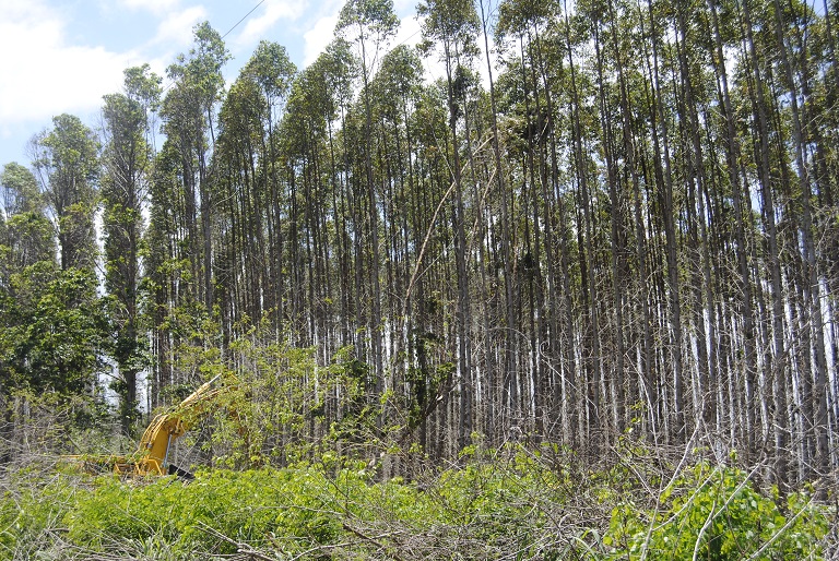 Harvesting eucalyptus. Photo by Ignacio Amigo for Mongabay