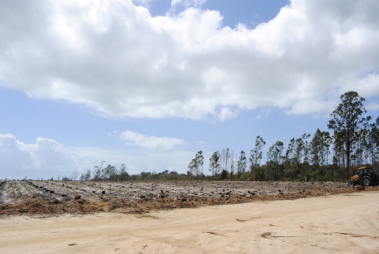 2 Billion New Trees: Suzano, Santander Launch Massive Planting Push in  Brazil - Bloomberg