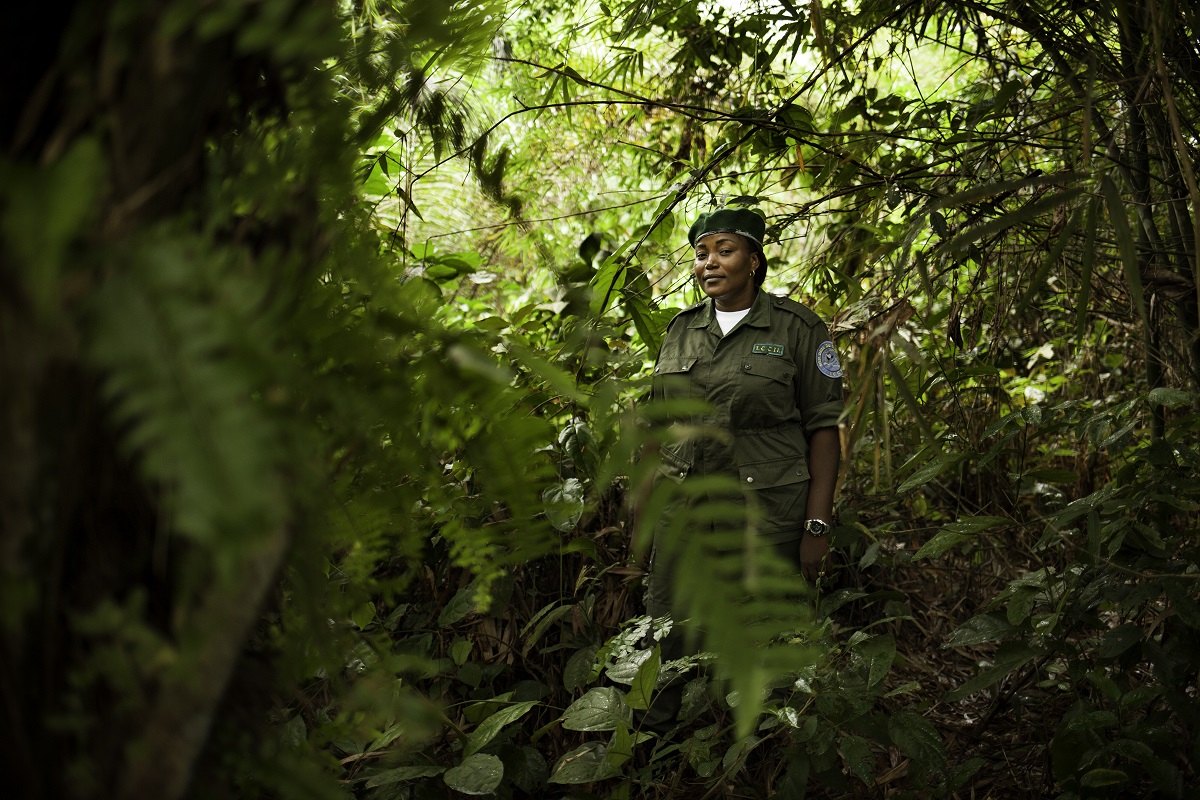 photo of The people of DRC’s forests image