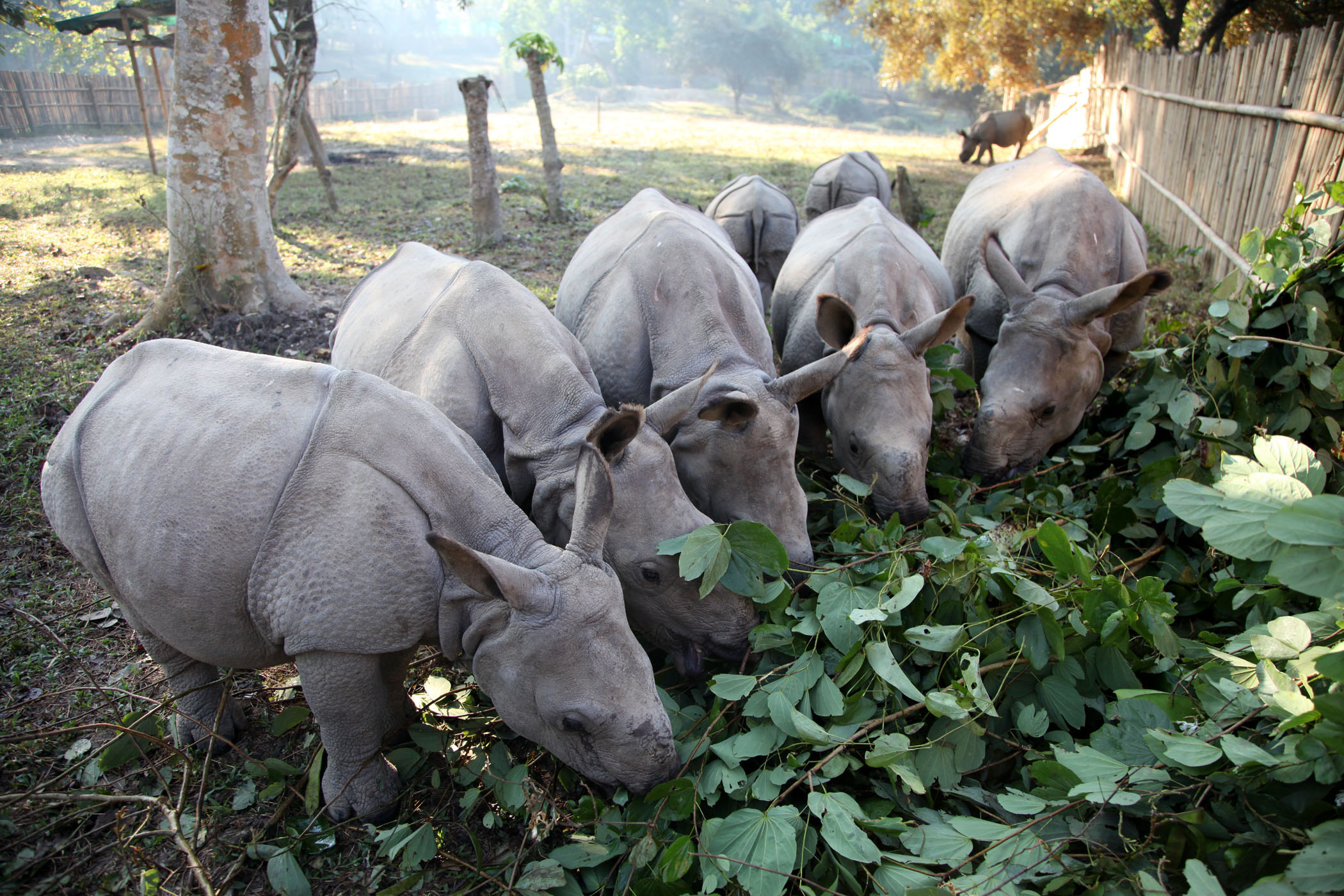 Baby Rhino Rescue - Saving Rhinos from extinction