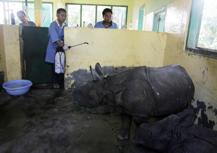 Saving orphaned baby rhinos in India