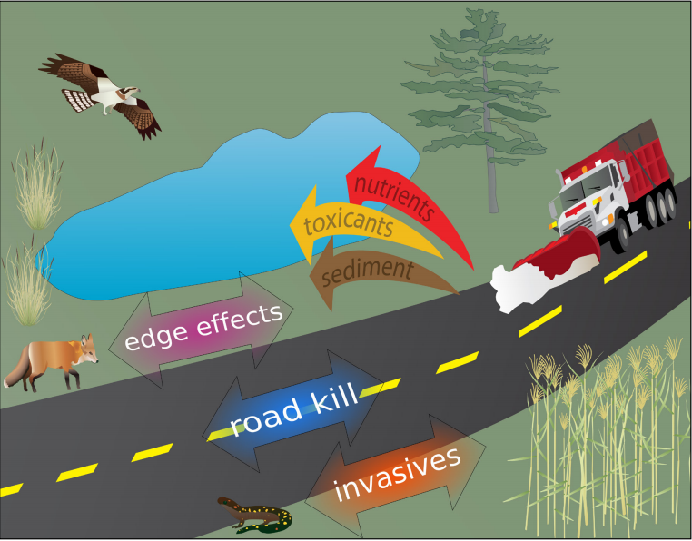 Do the roadkills of different mammal species respond the same way