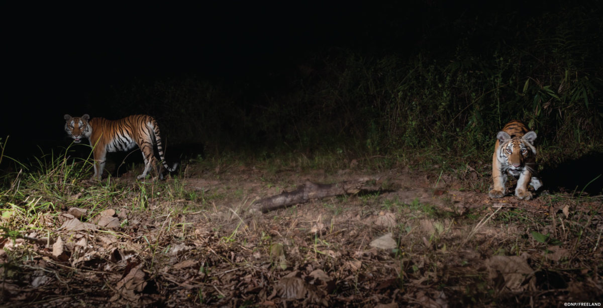 Hope for the Tigers of Dong Phayayen-Khao Yai Forest Complex in Thailand 