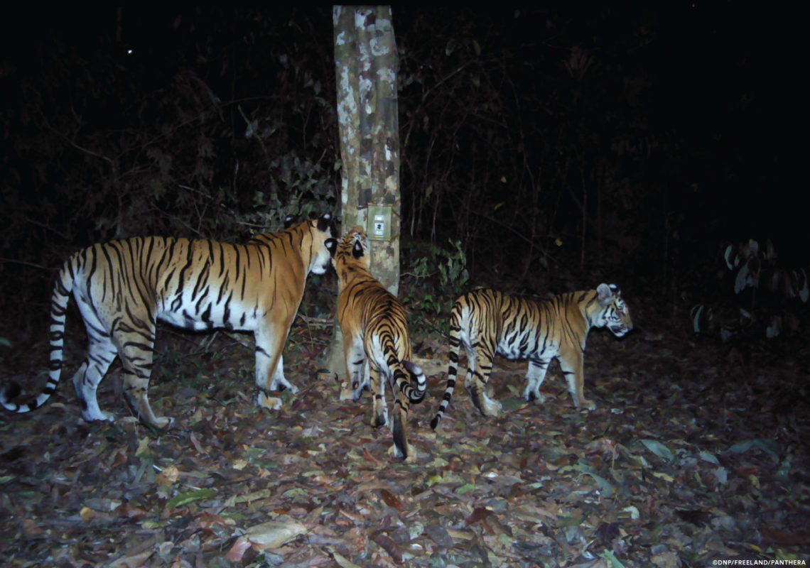 World's second breeding population of Indochinese tigers discovered in  Thailand's forests