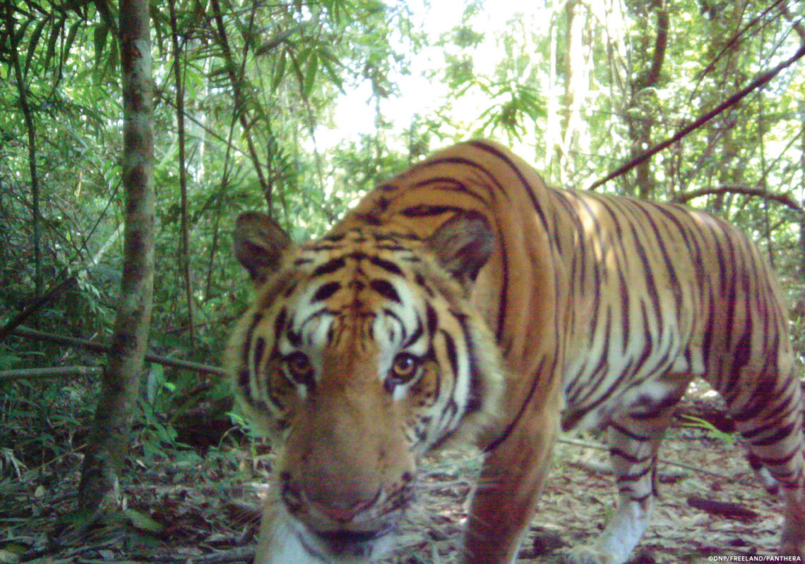 Hope for the Tigers of Dong Phayayen-Khao Yai Forest Complex in Thailand 