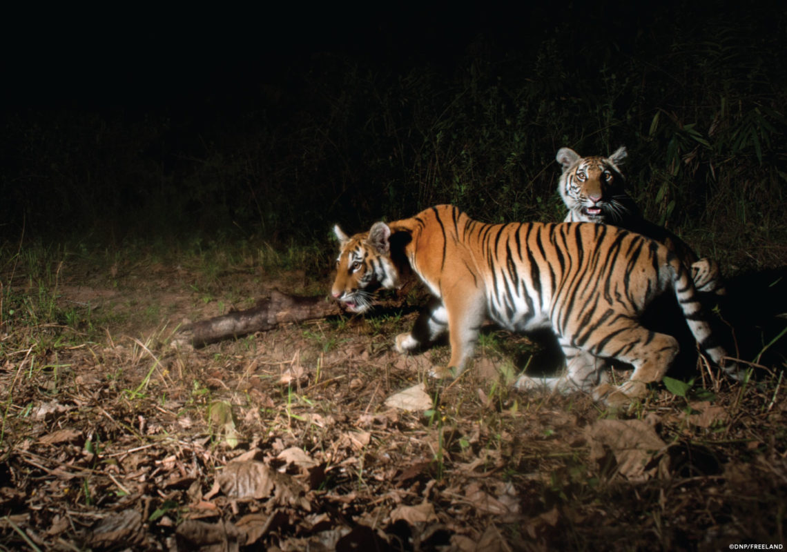 World's second breeding population of Indochinese tigers discovered in  Thailand's forests