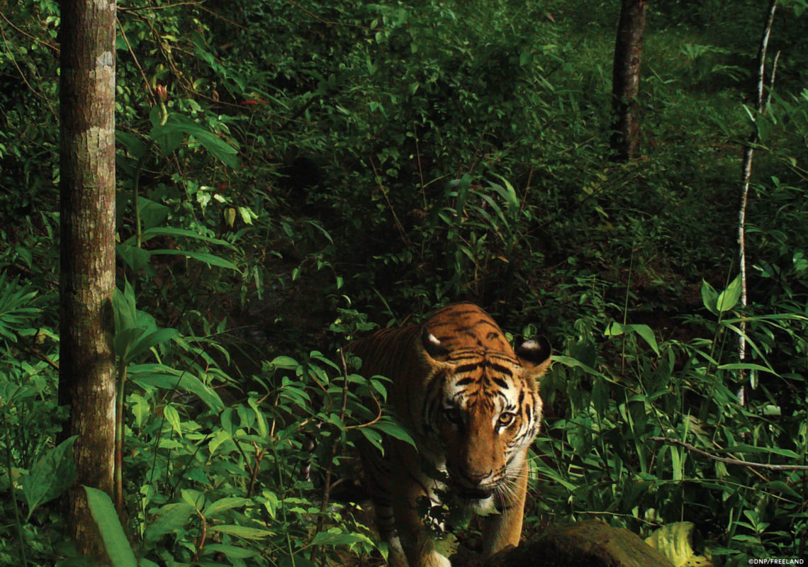 World's second breeding population of Indochinese tigers discovered in  Thailand's forests