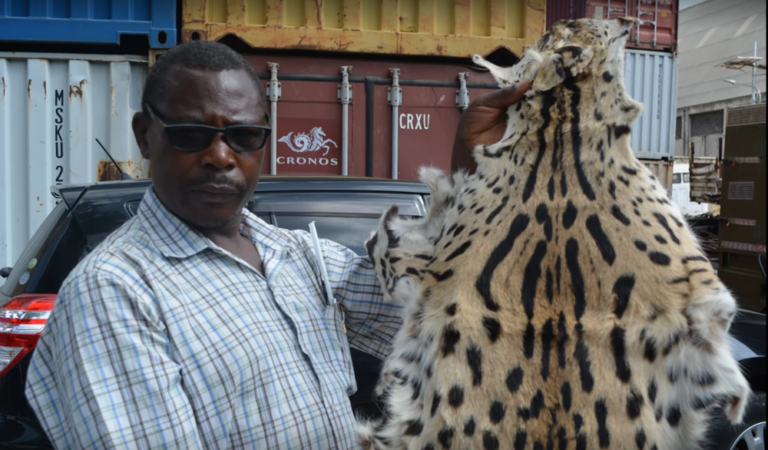 Dr. Ogeto Mwebi, a senior research scientist and the head of Osteology at the National Museums of Kenya (NMK), examines a confiscated animal pelt 