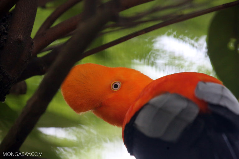 Andean cock-of-the-rock from the Western Amazon. Photo by Rhett A. Butler