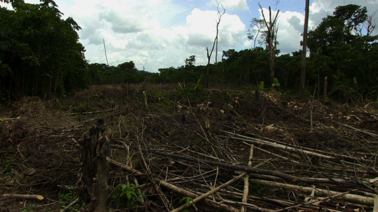 Cattle ranching devours Nicaragua’s Bosawás Biosphere Reserve