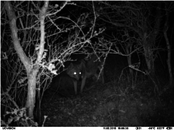 A golden jackal settles down just outside of Prague