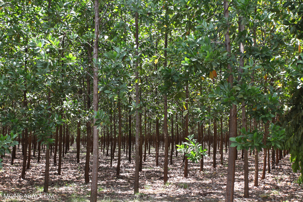 photo of In defining plantations as forest, FAO attracts criticism image