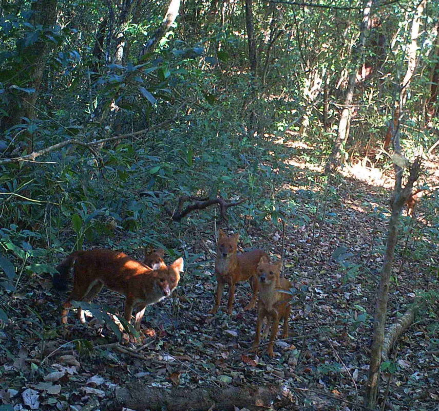 Survey of previously inaccessible region of Myanmar reveals many ...