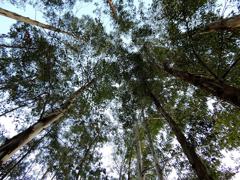 Eucalyptus trees in Ethiopia. Photo by Junior Peres Junior via Pixabay