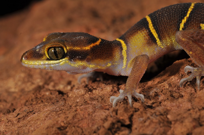 What the geckos are telling us: new species point to conservation needs