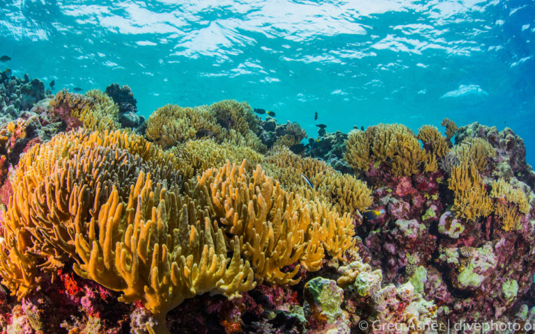 Military base-building destroys coral reefs in the South China Sea