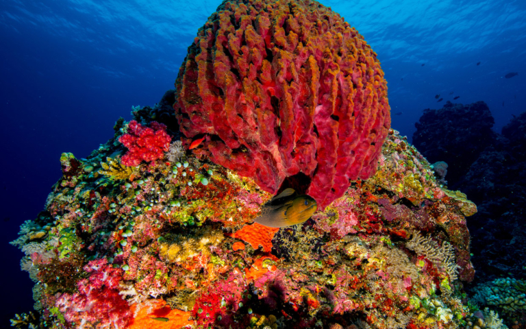 Military base-building destroys coral reefs in the South China Sea