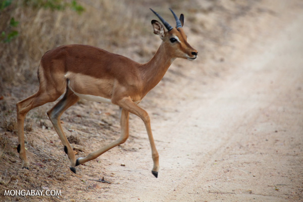 An impala in Kruger National Park, South Africa. Impalas are one of many antelope species that are targets of poaching in South Africa.