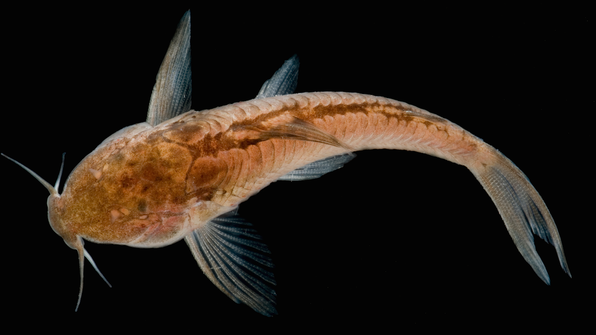photo of New cave catfish threatened by deforestation, mining, pollution image