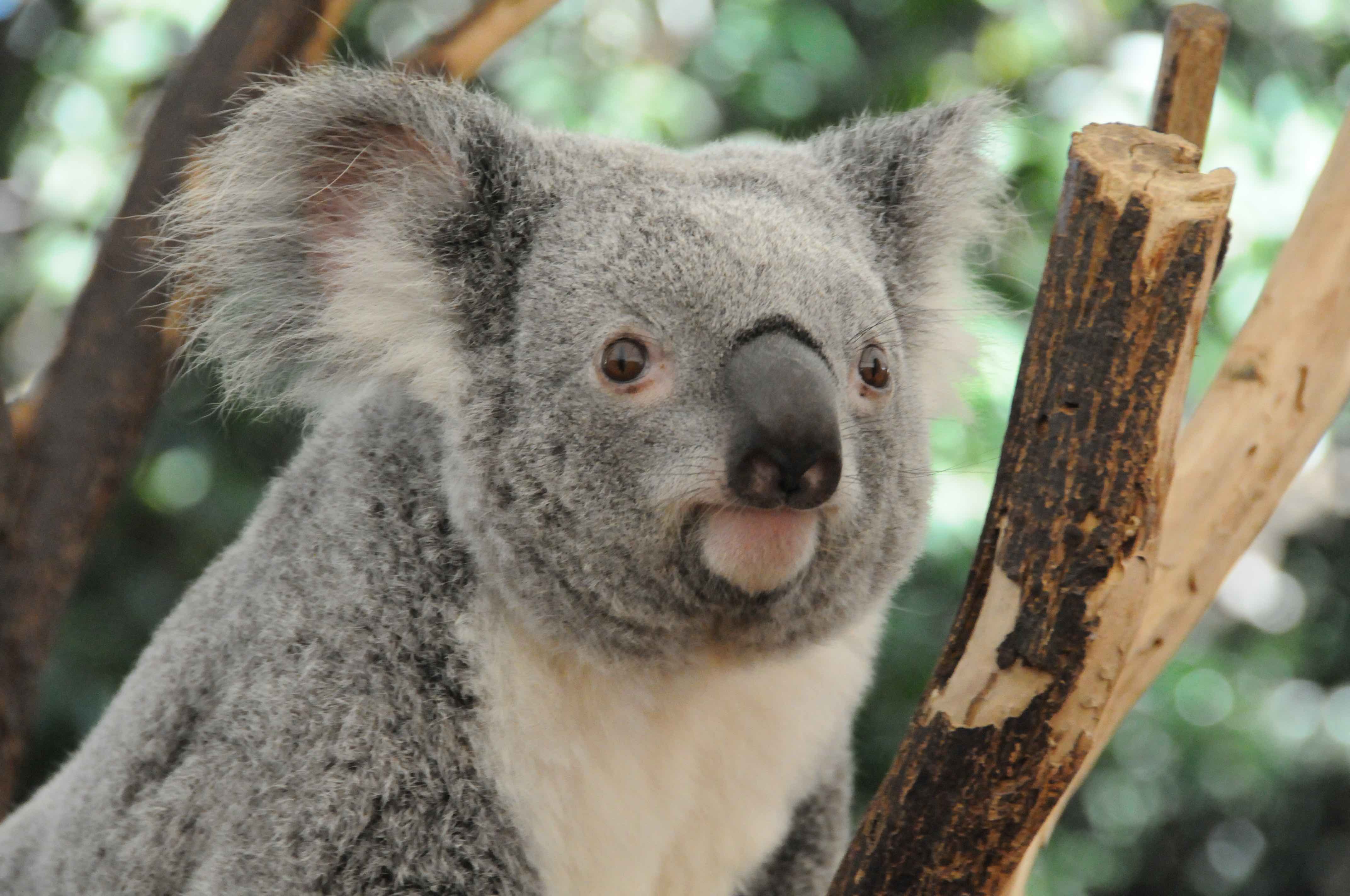 bany koala