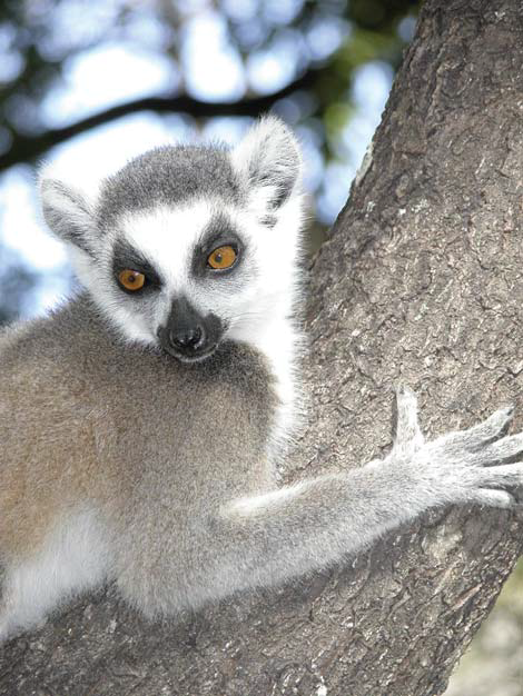 Will Madagascar lose its most iconic primate?