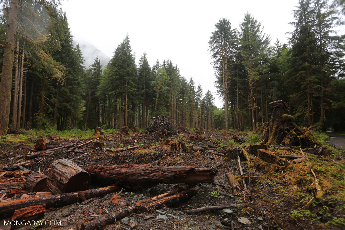 photo of Aggressive forest protection needed to meet US climate goals image