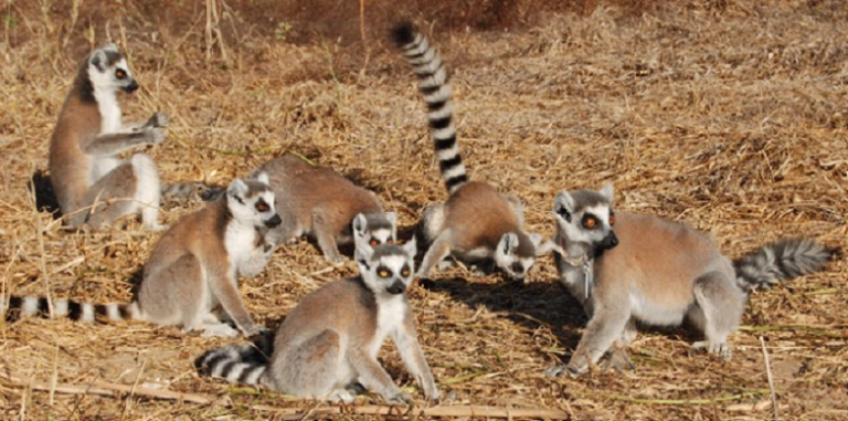 What is a Ring-tailed Lemur? - Answered - Twinkl Teaching Wiki