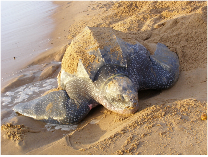 Sand mining ban lifted on beach in Suriname, causing public backlash