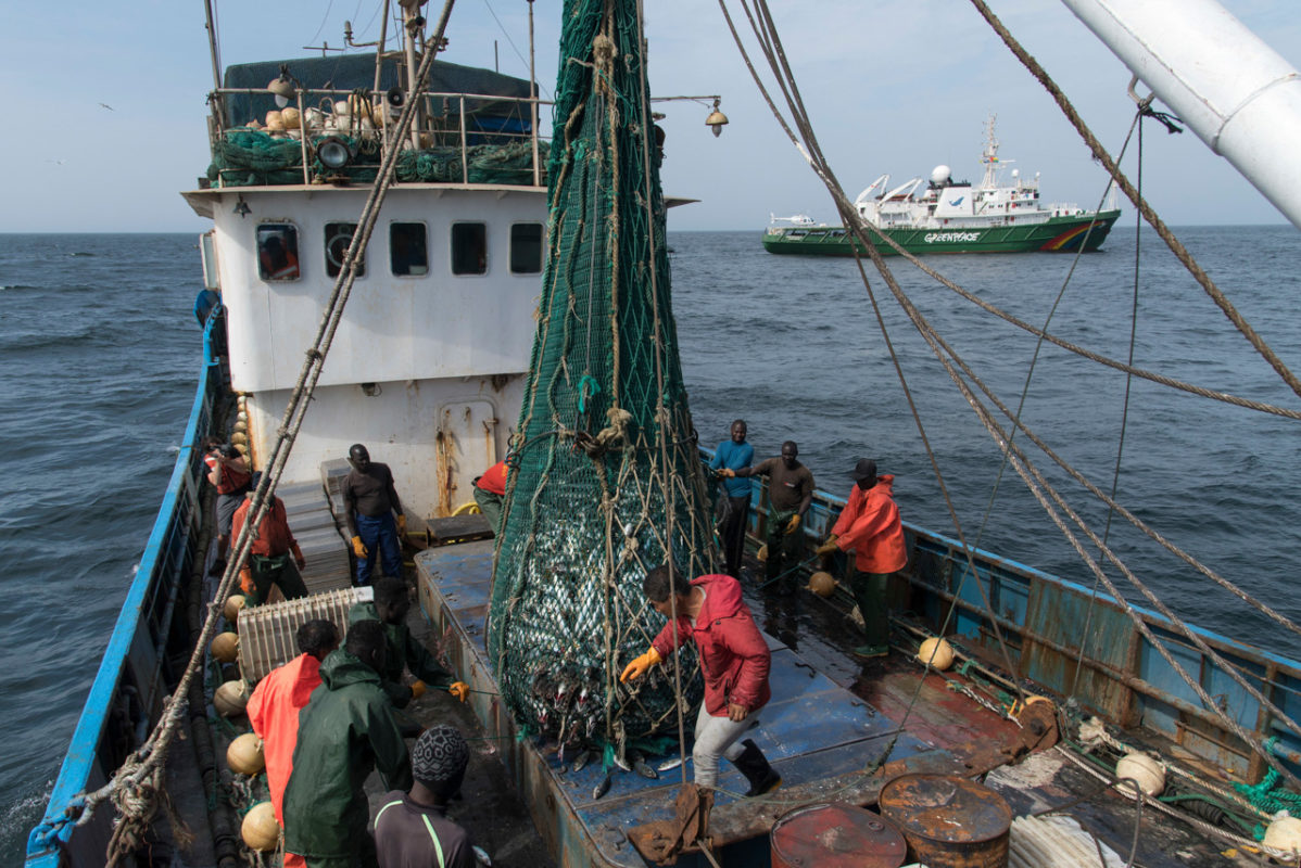 Officials, Greenpeace nab four boats for illegally fishing near Guinea ...