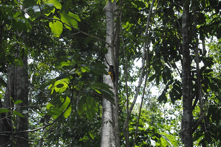 Surucuá-grande-de-barriga-amarela (Trogon viridis) in Côrrego Grande. Photo by Ignacio Amigo for Mongabay.