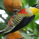 A yellow-fronted woodpecker (Melanerpes flavifrons) in Brazil's Atlantic Forest. Photo by Germano Woehl Junior for the Instituto Rã-bugio para Conservação da Biodiversidade.