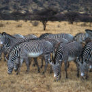 Grevy's zebras in Samburu Reserve, Kenya