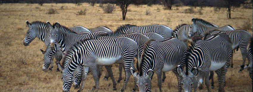 Grevy's zebras in Samburu Reserve, Kenya