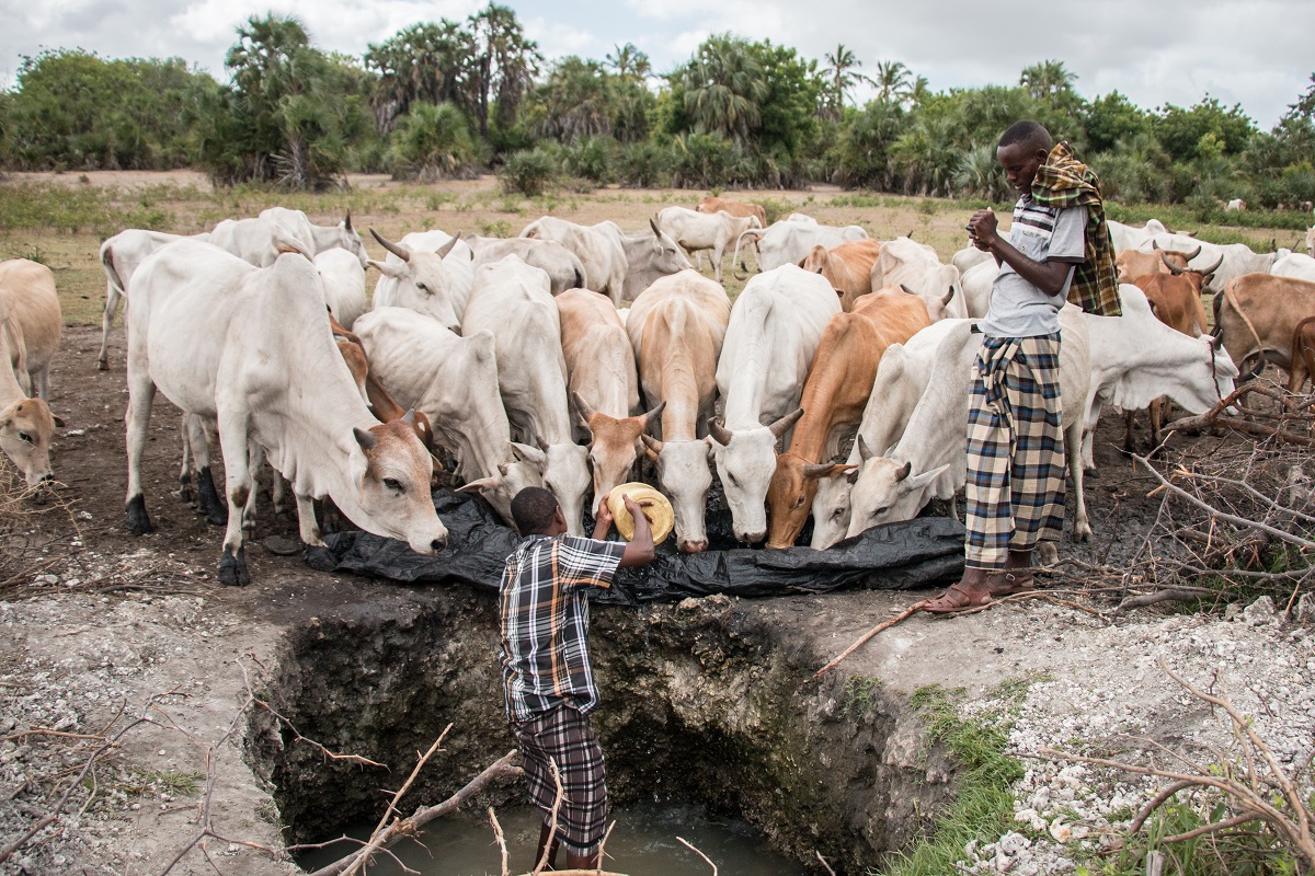 Cattle drink from the precious little water in the Tana River delta. Photo by Nathan Siegel for Mongabay.