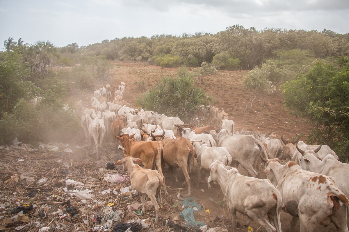 Cattle search for grazing land in the Tana River delta. Photo by Nathan Siegel for Mongabay.