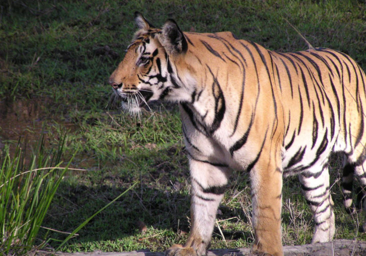 Tiger stripes are unique to each tiger, allowing semi-automated analysis of photos by people or remote cameras to distinguish between individuals