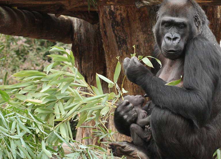 Les Grands Singes De La Forêt Debo Menacés Par Le Report D