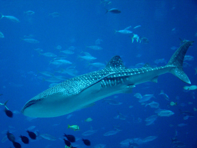 Whale shark showing off its size and spot patterns