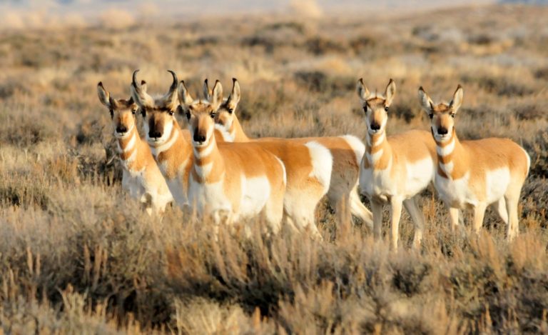 Pronghorn are often preventing from accessing habitat or migration routes by physical fences, and can be injured when attempting to cross them. Photo by Tom Koerner for U.S. Fish and Wildlife Service.
