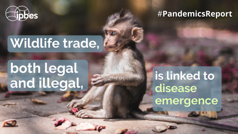 The report's authors recommend identifying species at high risk of carrying diseases that can be passed to humans, or zoonoses, as a proactive way to deal with pandemics. Image courtesy of IPBES.