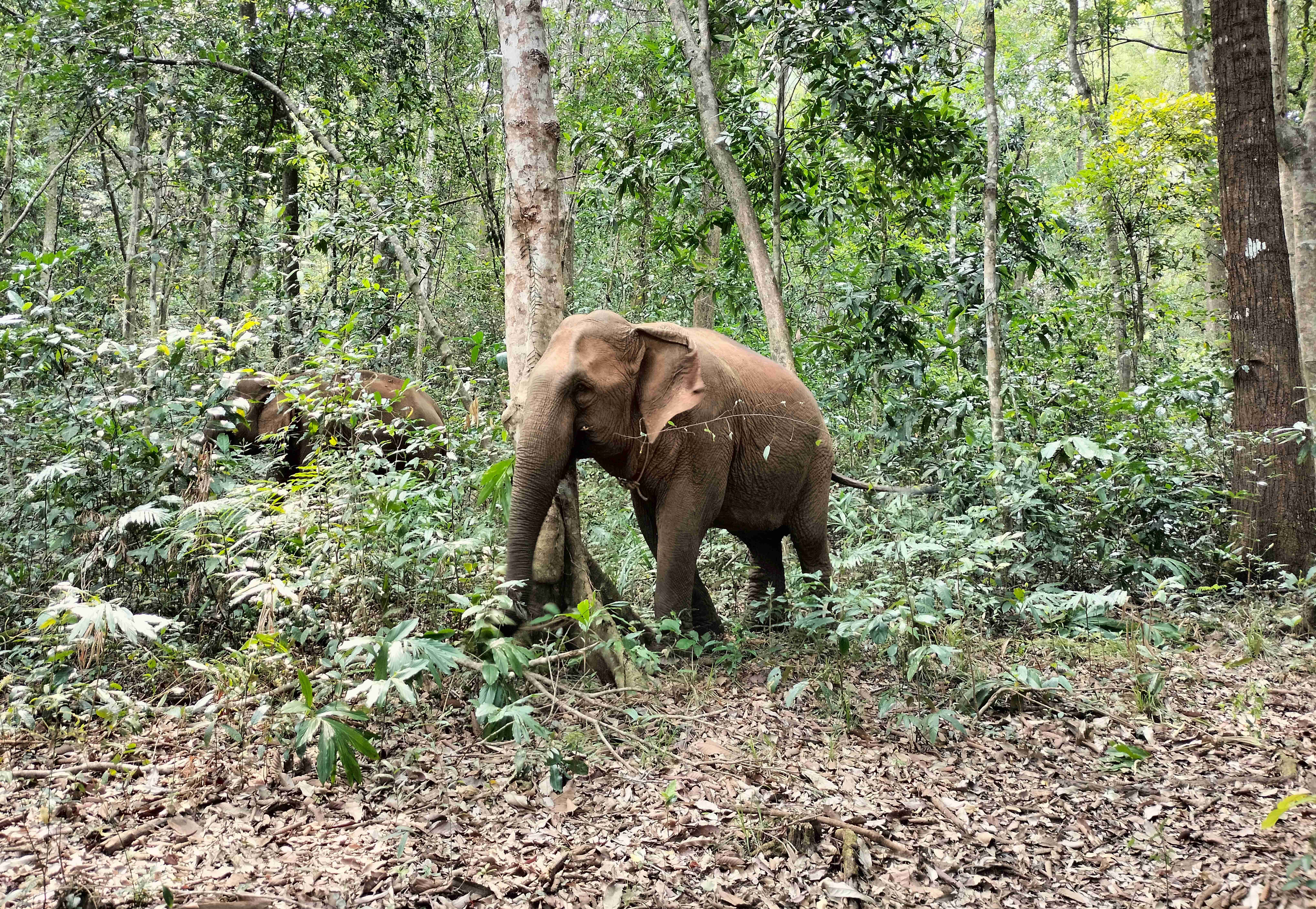 Neighboring Keo Seima Wildlife Sanctuary in Mondulkiri province, Elephant Valley Project runs a sanctuary for formerly captive Asian Elephants. Photo by Gerald Flynn/Mongabay.