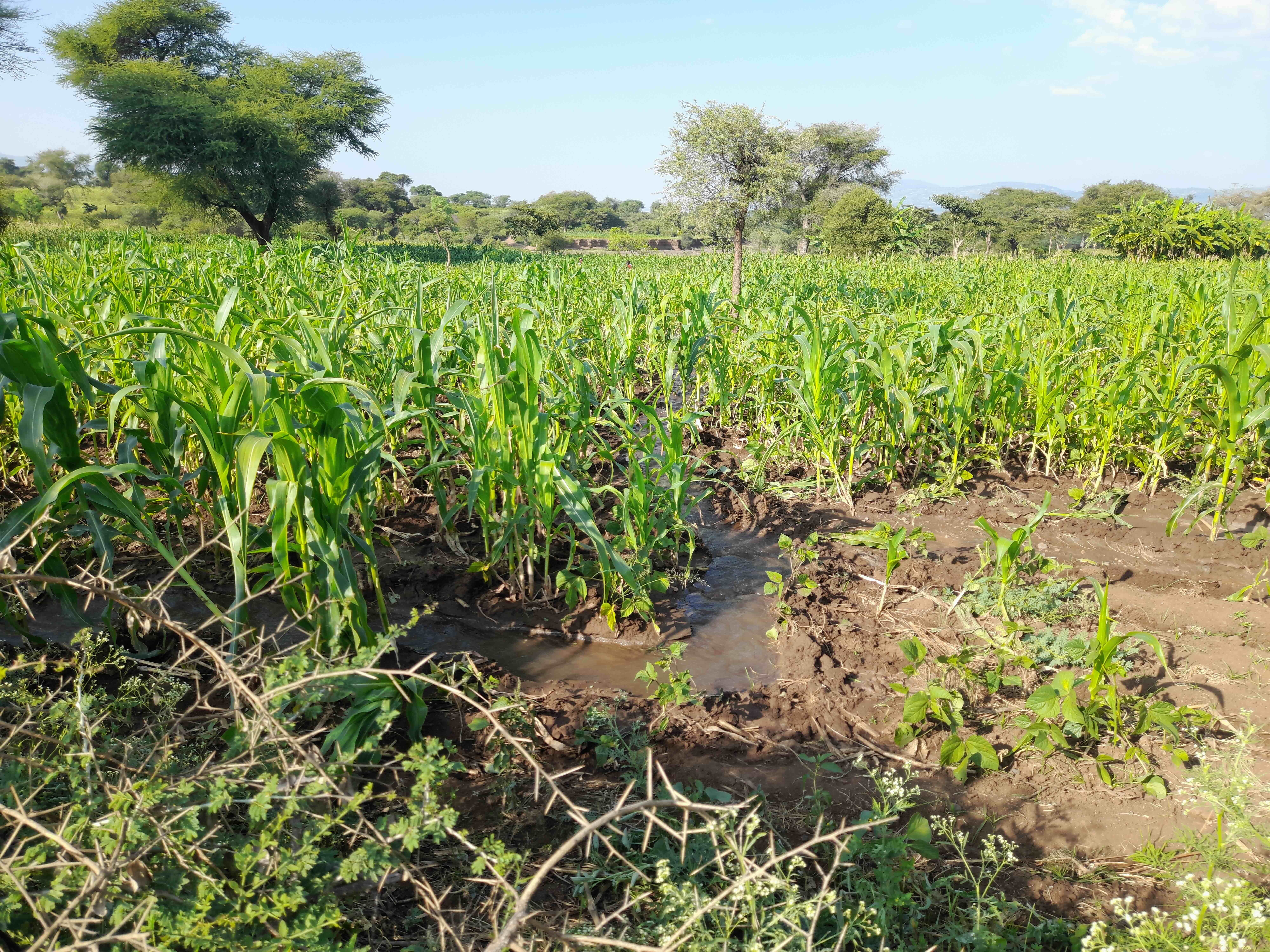Small canals and basins are used to direct and manage seasonal floodwaters, allowing the water to irrigate the crops for two to three cycles. Though the floodwaters don’t last long, they provide enough water for the crops to grow and fully mature, ensuring a better harvest. Image by Solomon Yimer.