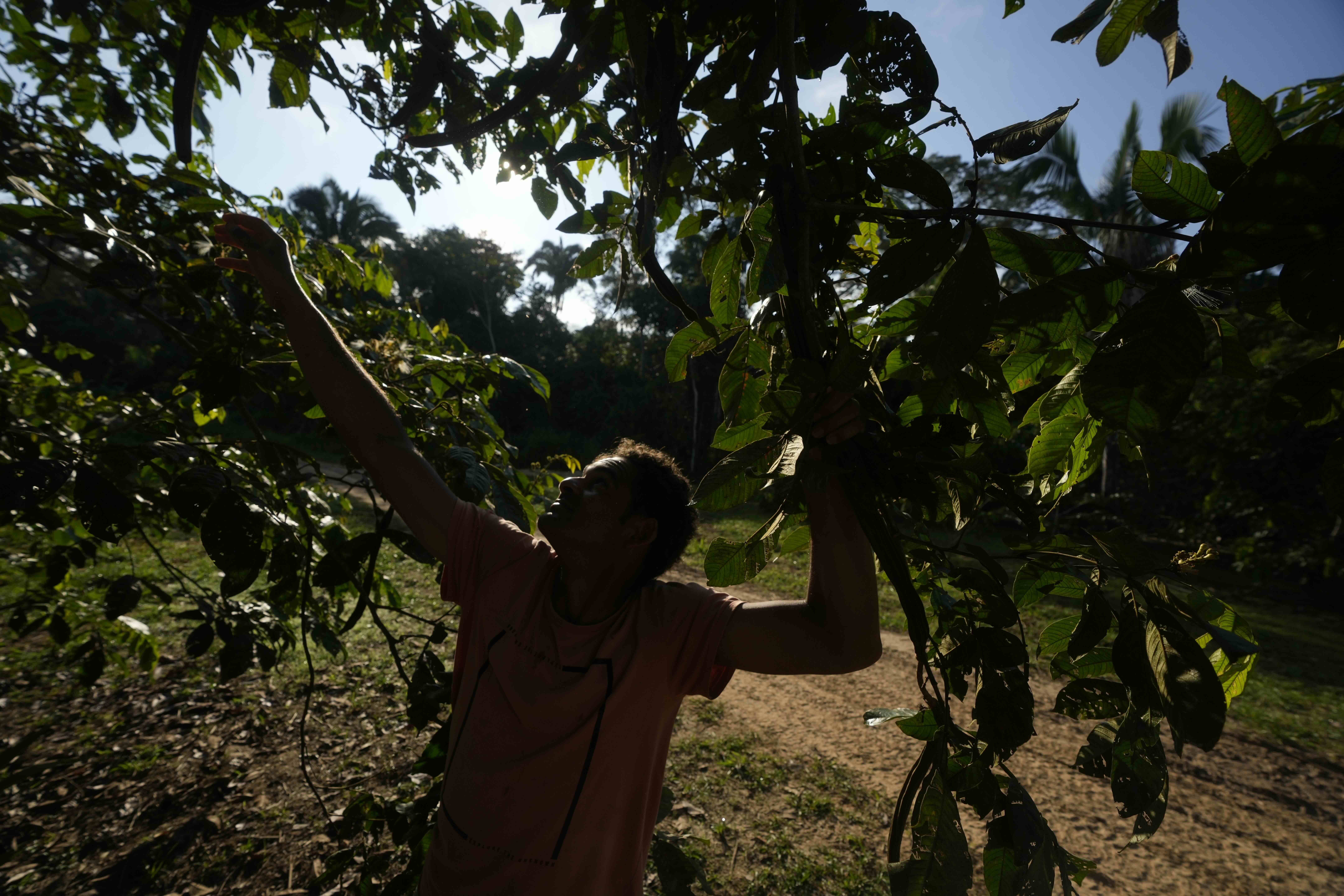 Reforestation worker Leonilson Silva harvests Inga fruits from a tree at Marechal Thaumaturgo, in Acre state, Brazil, Wednesday, June 26, 2024. Image by AP Photo/Jorge Saenz.