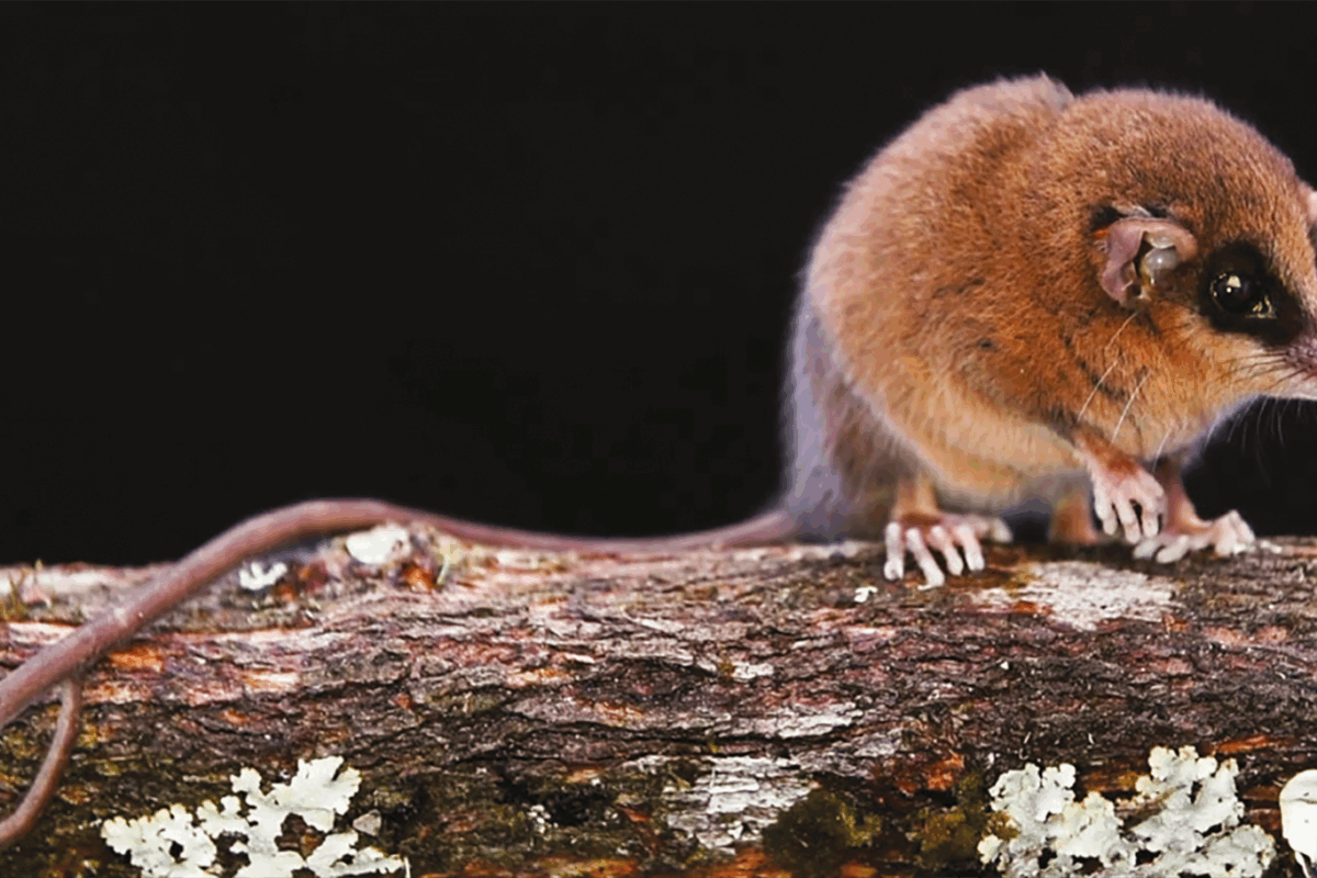 Peru’s Río Abiseo park yields new marsupial, hinting at more undiscovered species